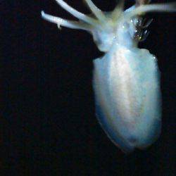 アオリイカが解禁